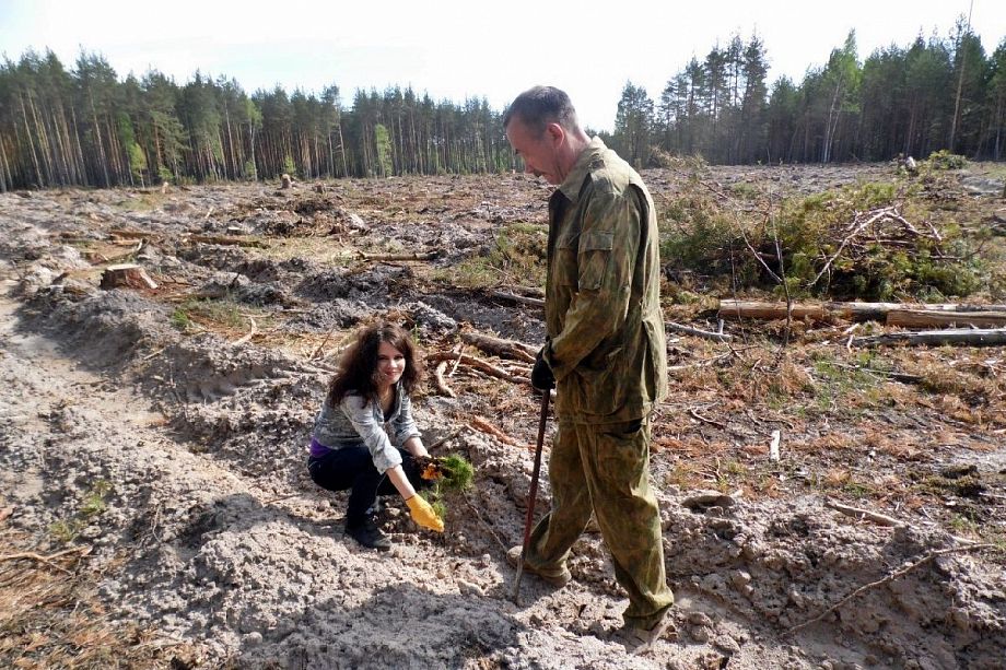 Масштабная кампания по посадке леса стартовала во Владимирской области