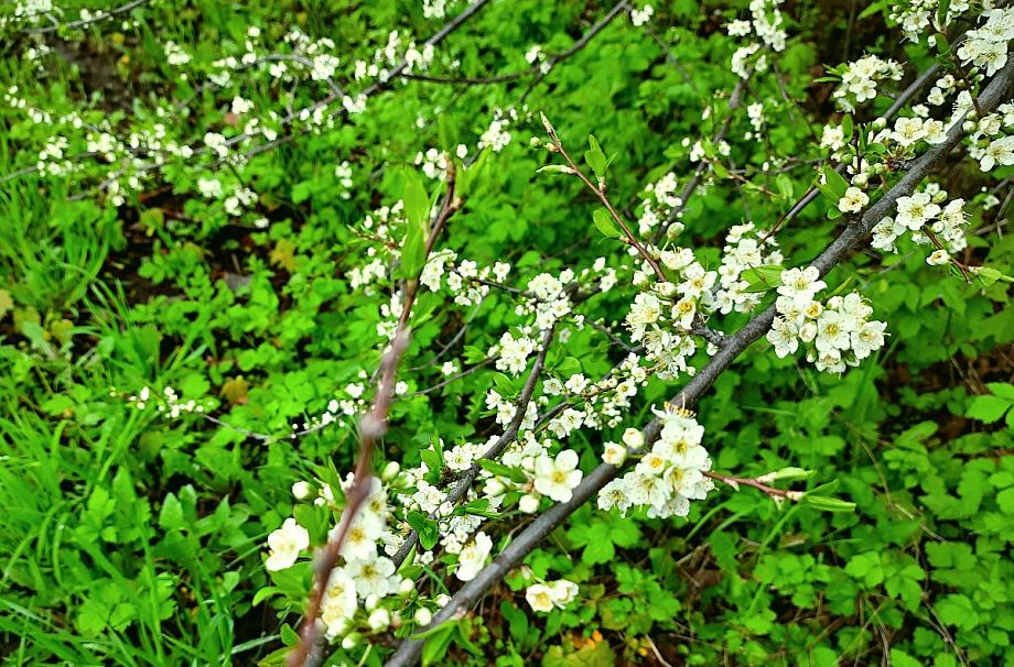 Жителям Владимирской области 14 мая пообещали тепло и грозу