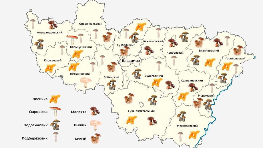 Грибная карта Владимирской области подскажет, где искать сморчки