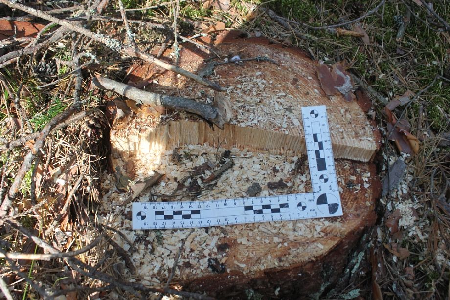 За вырубку 6 деревьев во Владимирской области заведено уголовное дело