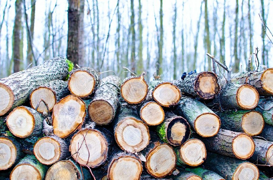 Во Владимирской области выявили незаконную продажу древесины в Грузию на 700 тысяч рублей