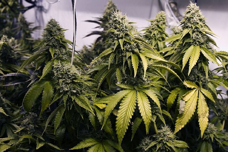 Марихуана владимирской области польза медицинской марихуаны