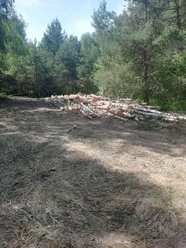 Во Владимирской области Управление ФСБ инициировало возбуждение уголовного дела о незаконной вырубке леса