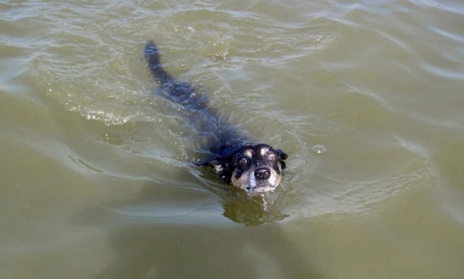 В Вязниках рыбаки спасли собаку, отрезанную паводком от большой земли