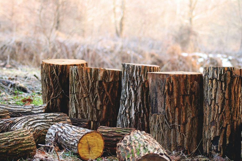 С жителя Владимирской области, незаконно вырубавшего лес, судебные приставы взыскали более 780 тысяч ущерба
