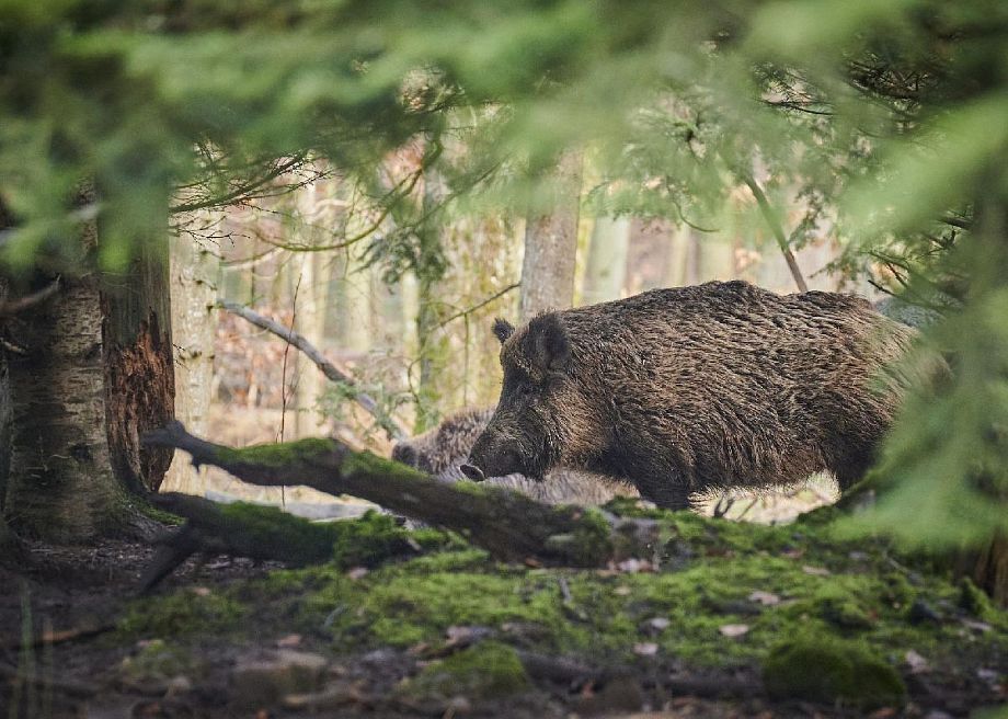 ﻿Во Владимирской области запретили охоту на кабанов, лосей и оленей