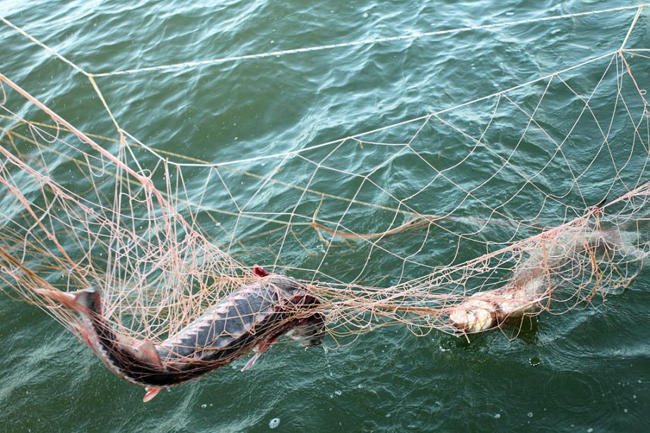 Во Владимире будут судить браконьеров, ловивших рыбу с применением электротока