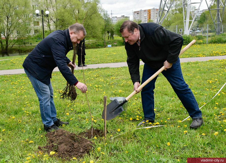 ﻿Во Владимире высадили 60 деревьев из Краснодарского края
