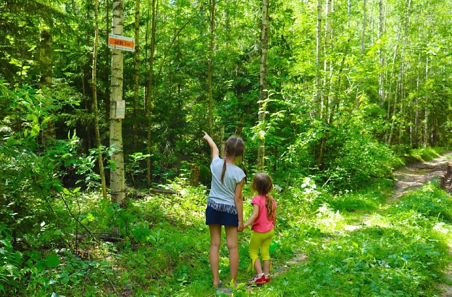 В лесах Владимирской области появятся стрелки для потерявшихся людей