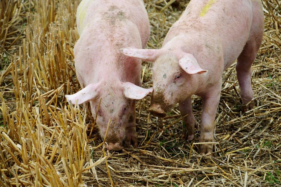 Во Владимирской области зафиксировали еще два очага африканской чумы свиней