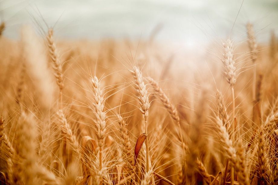 Во Владимирской области повысился уровень урожайности