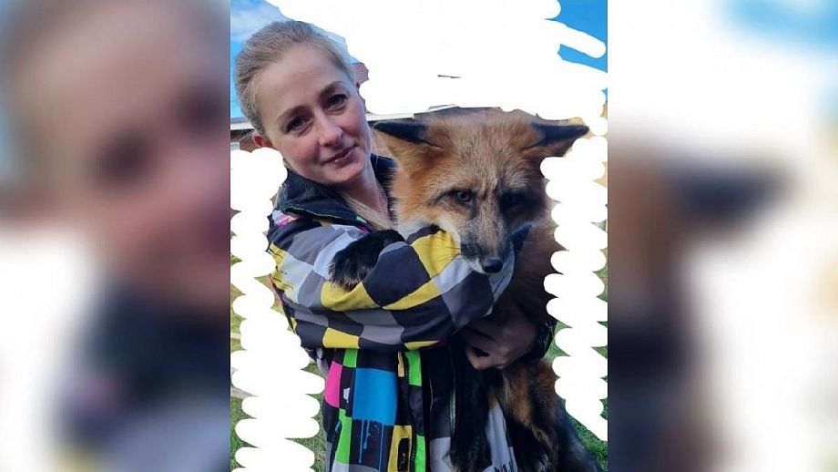 Во Владимире волонтер спасла избитую лису