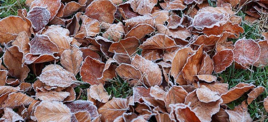 6 ноября температура воздуха во Владимирской области опустится до -2 градусов 