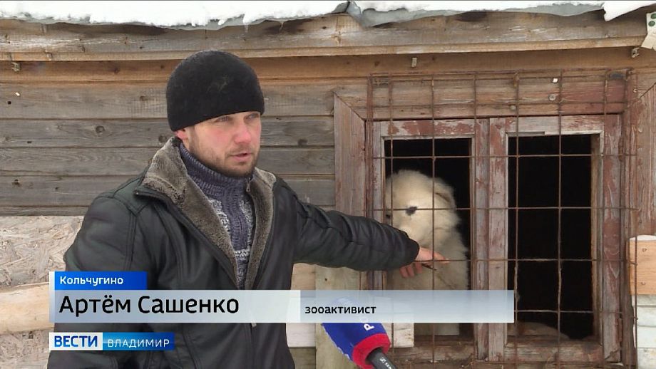 Зооволонтер из Кольчугино отстоял в суде право на содержание приюта для животных