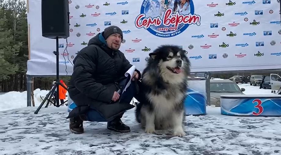 Во Владимирской области стартовала межрегиональная гонка на ездовых собаках «Семь вёрст...Crazy Dog»