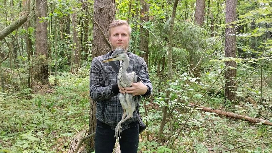 Преподаватель Владимирского государственного университета нашел птенца цапли