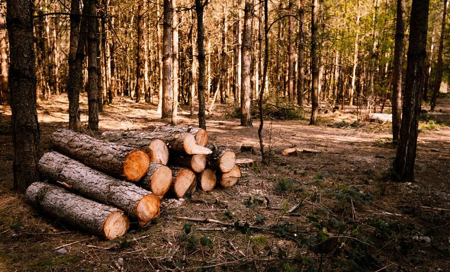 Жители Суздальского района получили условный срок за незаконную рубку леса